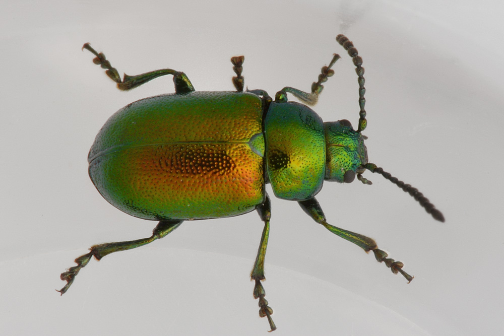 Chrysomelidae: Gastrophysa viridula viridula